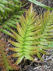 Blechnum montanum. Sterile frond with closely inserted, falcate, stalked pinnae, scarcely reduced at the base of the lamina.
 Image: L.R. Perrie © Leon Perrie CC BY-NC 3.0 NZ